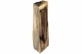 Polished, Petrified Wood (Metasequoia) Stand Up - Oregon #185139-2
